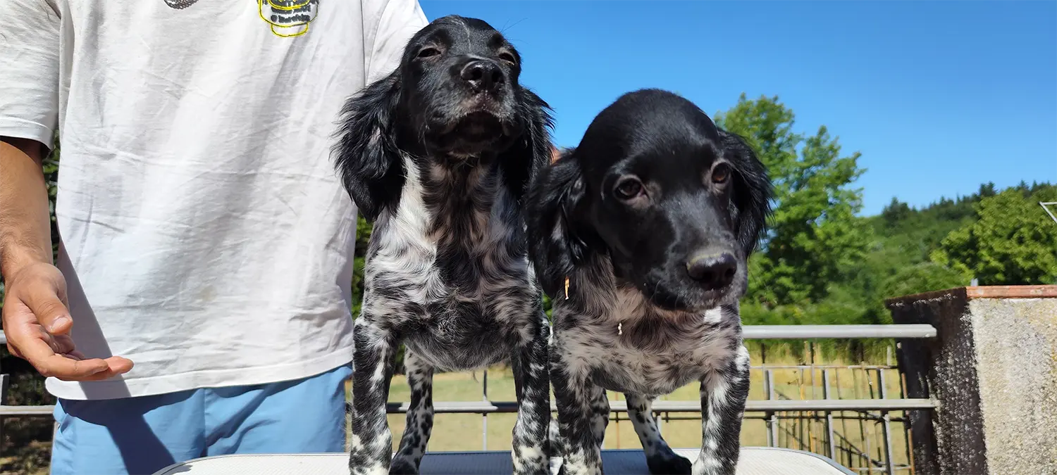 Cucciolata del 04/05/2025