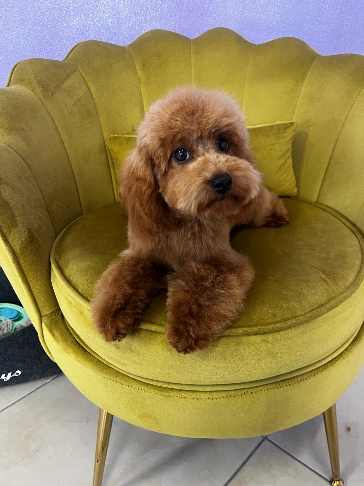 cucciolo sei mesi barbone toy