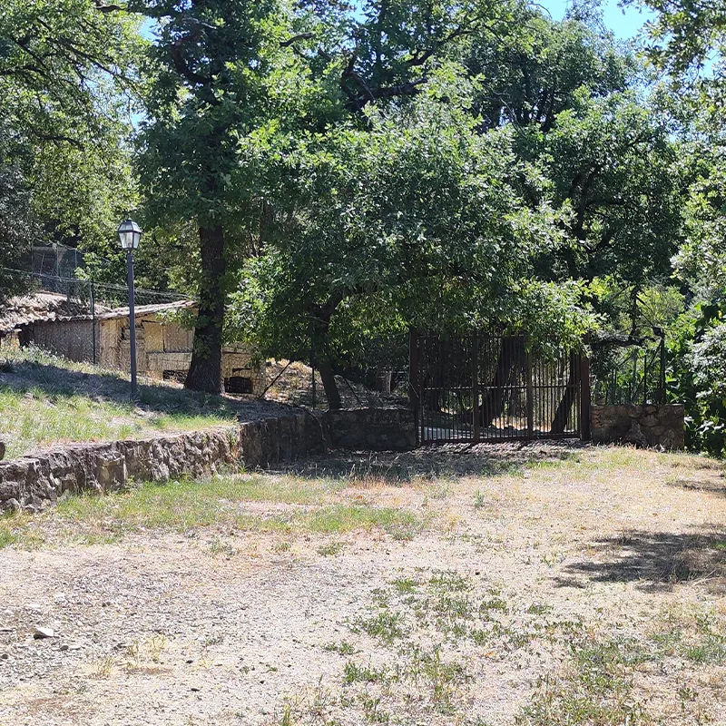 Pensione cani pianigiani